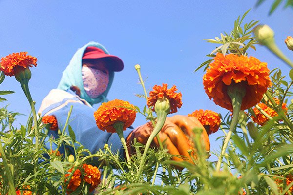河北平泉:立秋收获万寿菊