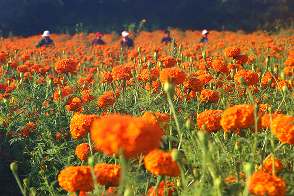 8月8日,在河北省承德市平泉县道虎沟乡,农民在采收万寿菊。
