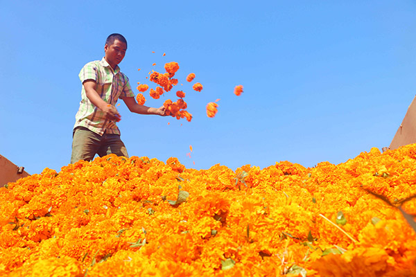 8月8日,在河北省承德市平泉县南五十家子镇,农民在查看刚采摘的万寿菊质量。