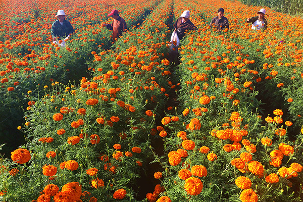 8月8日,在河北省承德市平泉县道虎沟乡,农民在采收万寿菊。
