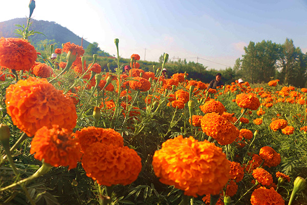 8月8日,在河北省承德市平泉县道虎沟乡,农民在采收万寿菊。