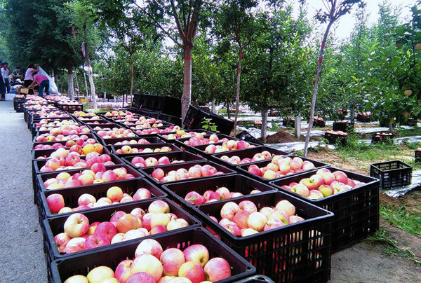 ������ˮ��ʮ��Ķ������ƻ��½�������ժ��