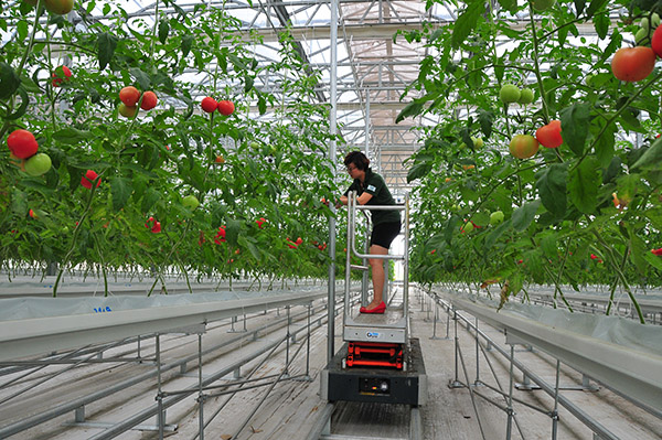 8月8日,山东潍坊峡山区一家农业公司的员工使用轨道式可升降采摘装备采摘西红柿。