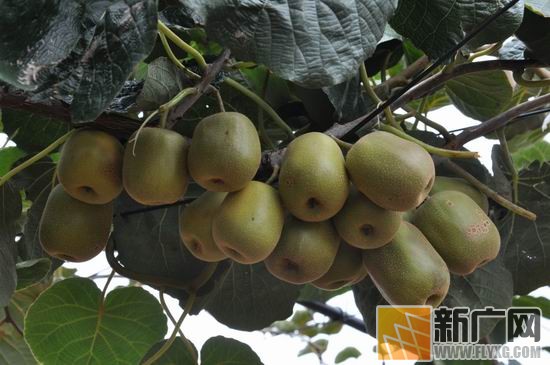 云南石屏县坝心镇红心猕猴桃成熟上市