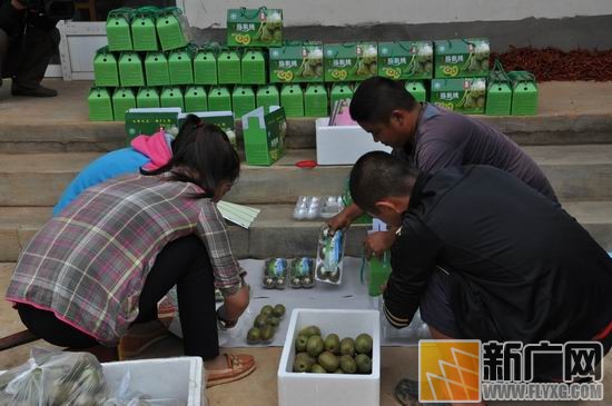 云南石屏县坝心镇红心猕猴桃成熟上市2