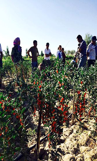 013�꣬�����飬�����ش�������ƽԭ������������������ί������������ץס��һ��͡���Դ�������и�����Դ���ƣ����꼴�Ƴ���һϵ�з�����������ũ�񿪷�����ˮ����ֲ������óɹ���ˮ����������ȫ���Ϲ��Ҹ�����׼���г��кã�����Ӧ��