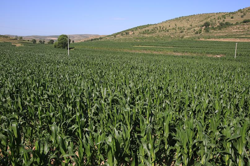 宁夏彭阳县青贮饲料玉米丰收在望