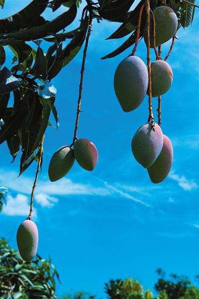 â¹ûÈ¡´úÏã½¶³ÉΪº£ÄÏÖÖÖ²Ãæ»ý×î´óµÄË®¹û