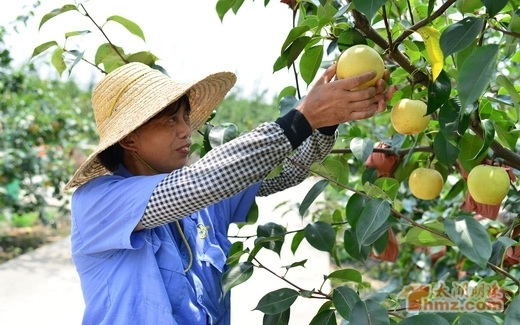 江苏无锡中东村皇冠梨迎来丰收季 物联网实现梨的高品质