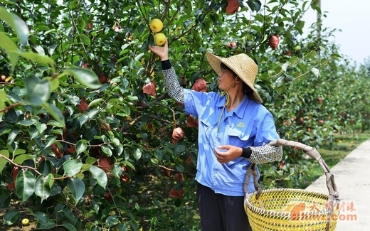 江苏无锡中东村皇冠梨迎来丰收季 物联网实现梨的高品质2