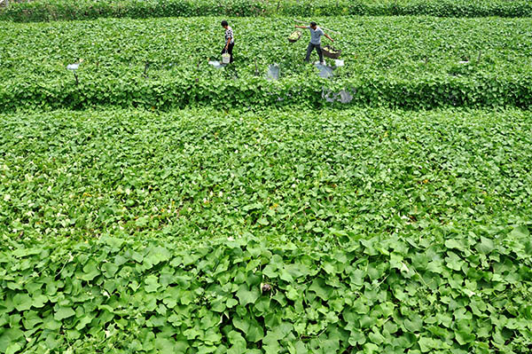 ɽ����Դ����������ղ�æ