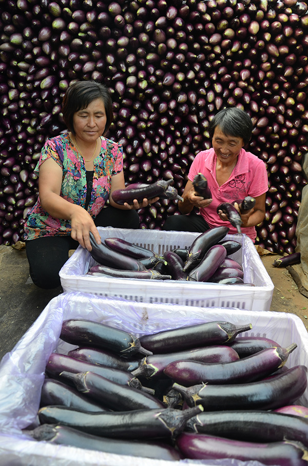 8��13�գ�ɽ��ʡ��Դ����ׯ��������ũ���ڷּ����ӡ�