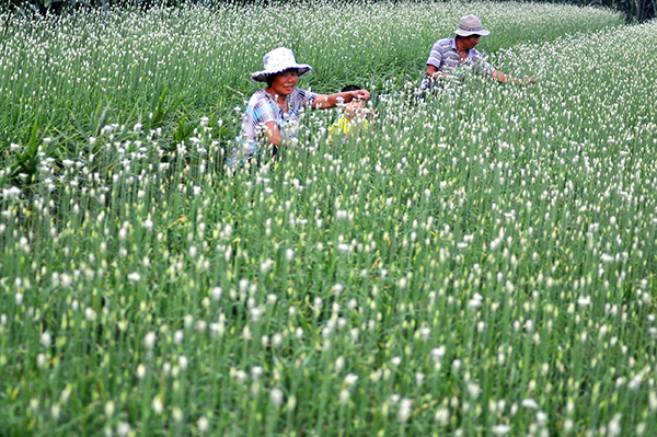 8��13�գ�ɽ��ʡ��Դ����ׯ����ɽ��ũ���ڲ��վ�̦��