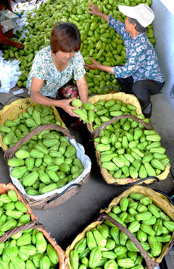 8��13�գ�ɽ��ʡ��Դ�ض����򶫰���ũ���ڷּ���յķ��ֹϡ�