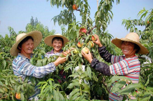 上海:游古镇、品黄桃 2015枫泾黄桃喜获丰收