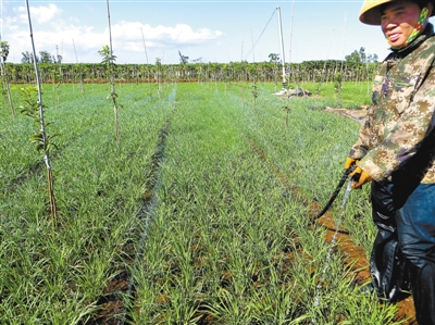 㶫տ60Ķʵֽˮũҵ ιˮ·