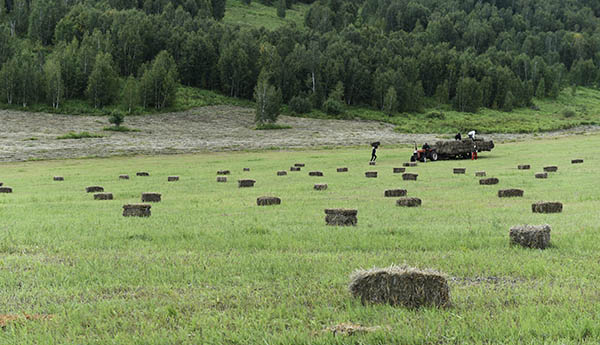 8��15�գ������ɹ����������ױ������°Ͷ�������ĺ������ľһ��������������Ϊţ�򴢱��������ϡ�