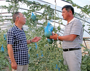 黑龙江水稻大棚二次利用种植哈密瓜