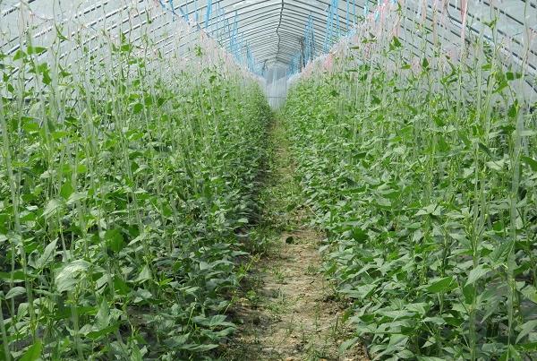 安徽定远县蒋集镇种植有机蔬菜 保证食品安全