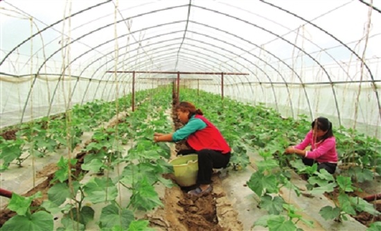 ���������ش�����չ�߲˲�ҵ