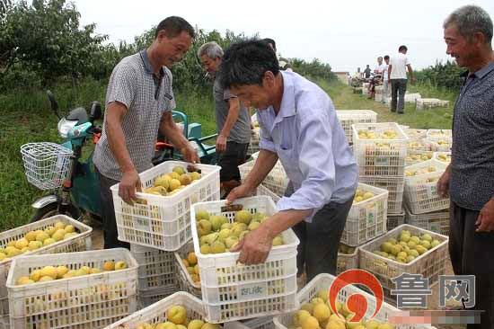 山东沂水县杨庄镇千亩大黄桃成就群众致富梦