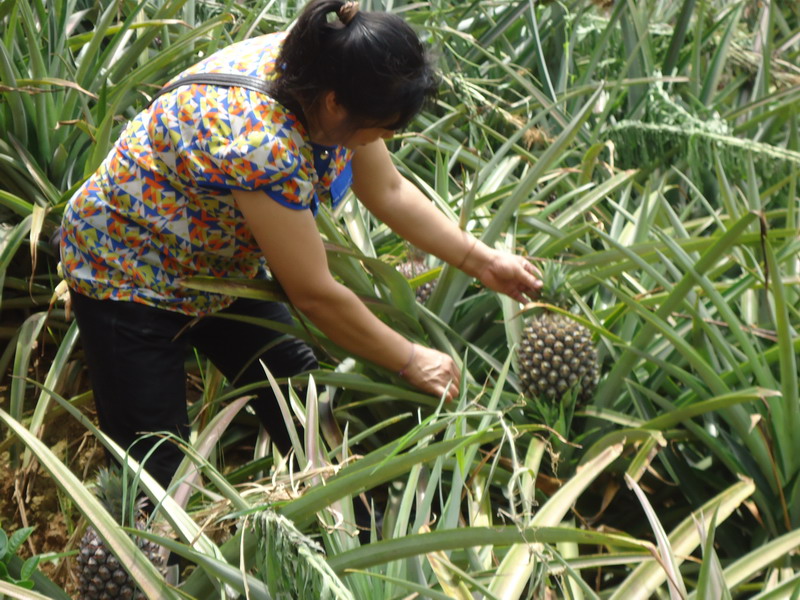 云南镇康县南伞镇认真抓好菠萝高产栽培技术推广