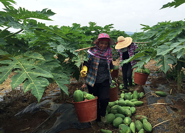 8��19�գ�ũ�������˸ող�ժ��ľ�ϡ�