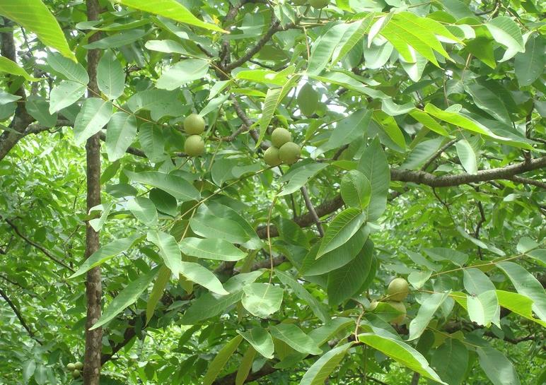 ����������ɡ�򣺺��ҷ�����ũ����