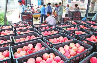 “红黄蓝”成山东莱芜钢城林果业“主色调”