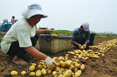 山东青岛土豆出口量降四成 外销价格不占优势