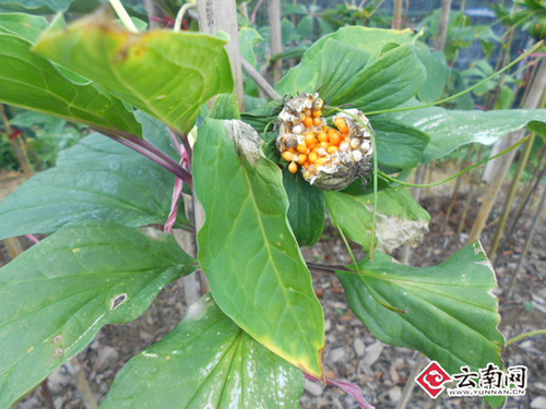 ���ϲ���������ɽ���ҳ�· ��ҩ����ֲ���ɽΪ����ɽ��