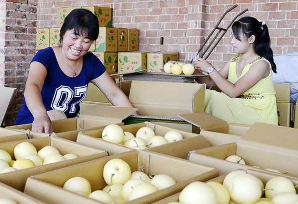 河北威县:梨满枝头富农家