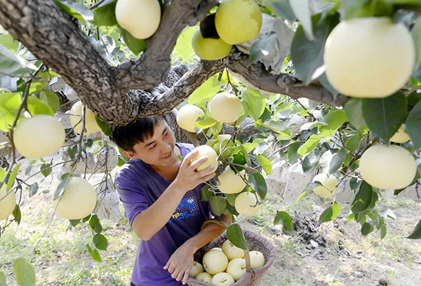 8月24日,河北省威县章台镇鱼堤村的果农在梨园摘雪青梨。