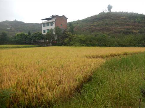 ����ʯ����ũ��Ա����ָ����Ч����