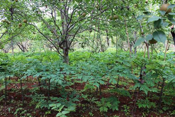 ���������йų���ũ���ƹ㲹����Ŀ�������¾��÷�չ