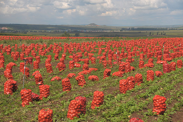 8月25日,在黑龙江省牡丹江市宁安市石岩镇和平村,菜农采收的圆葱装在红色的袋子里等待外运。
