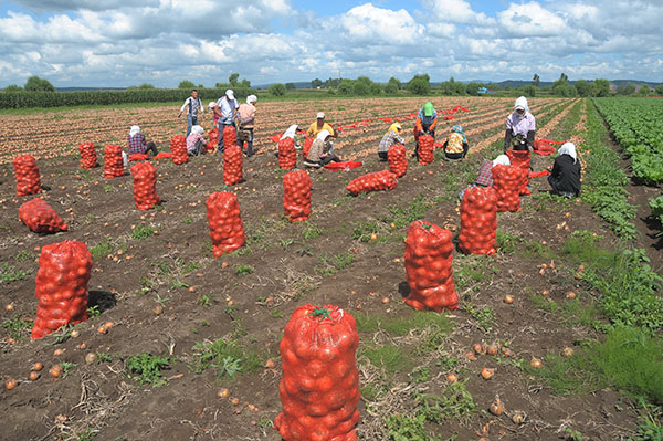 黑龙江牡丹江市:丰收田野点点红