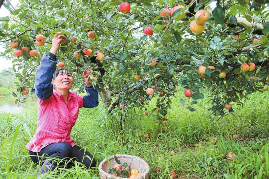 ������������ƻ����������