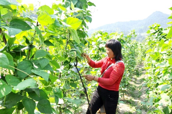 ������������1400Ķ�����ڸ�ɽ�߲˴�������