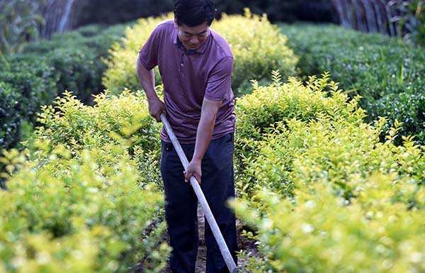 8��25�գ��ӱ������������ũ����СҶ������ľ����ݡ�