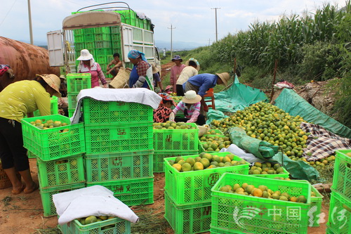 云南弥勒县朋普镇早熟温州蜜桔大量成熟上市