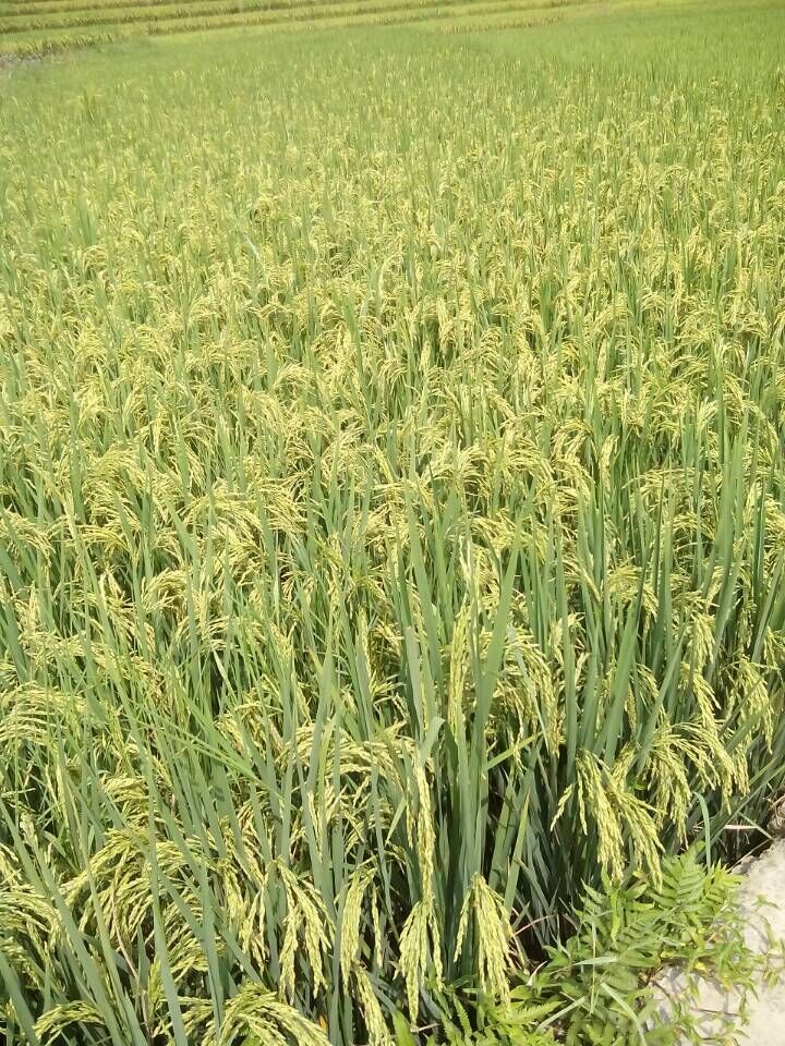 云南麻栗坡县麻栗镇2015年杂交水稻新品种比较试验长势良好