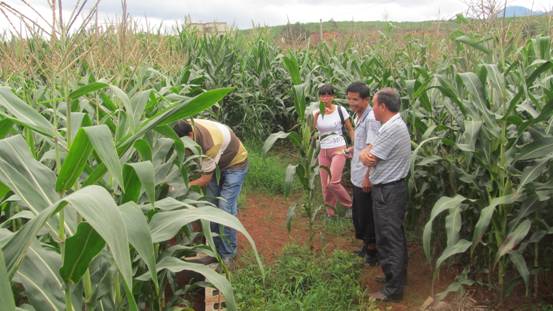 云南文山州土肥站玉米高产创建进入花粒阶段