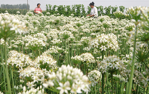 829գɽʡԴׯɽũڲժ²˻