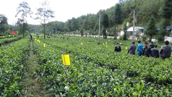 云南昌宁县8万亩高标准生态茶园绿色防控见成效