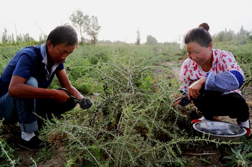 新疆兵团第二师三十团980亩黑枸杞开始采摘