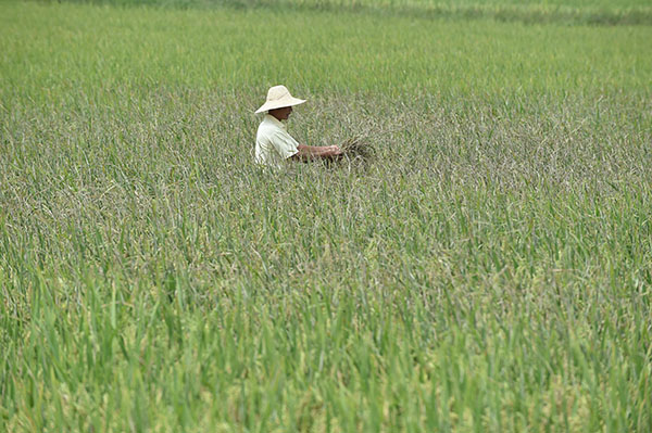 9��6�գ�����ʡ�Ϸ��г����ظڼ���������ũ�������ڵ�����鿴����������ˮ����