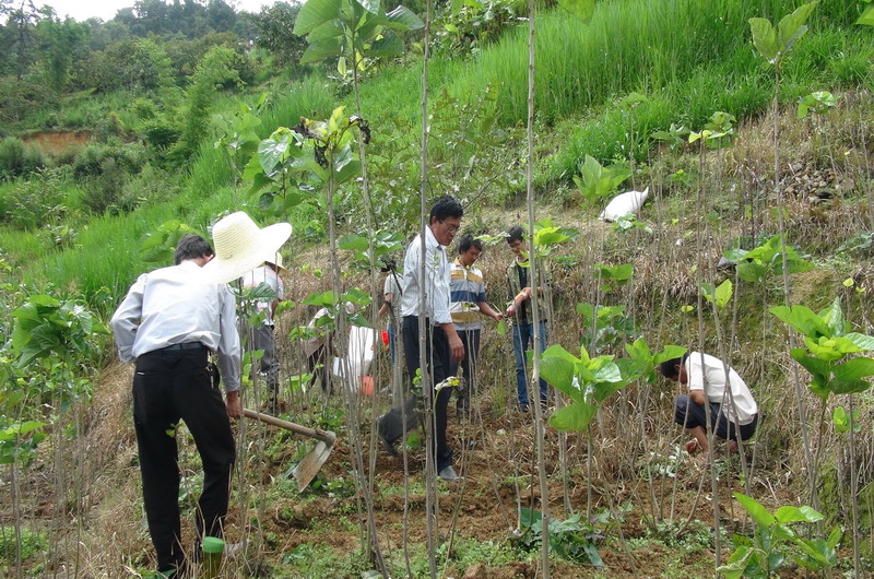 云南凤庆县农业局推广桑园套种秋玉米技术 助农增收