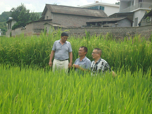 云南云县水稻高产创建项目进展顺利