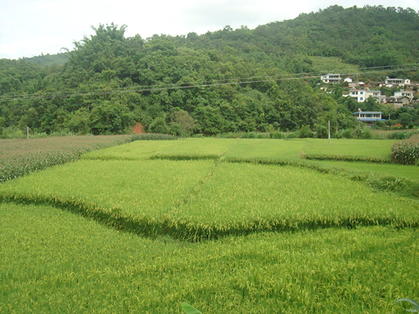 云南云县水稻高产创建项目进展顺利2